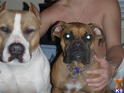 Stud Dogs in FL